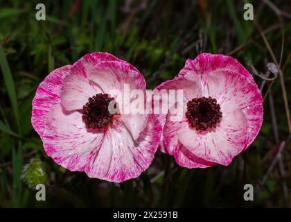 Deux fleurs du Buttercup persan (Ranunculus asiaticus) dans une variété rayée rose, vue d'en haut, Chypre Banque D'Images