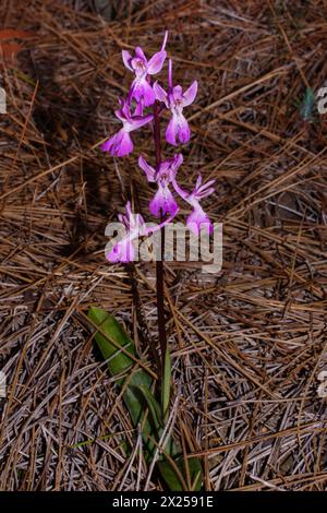 Plante à fleurs de l'orchidée Troodos (Orchis troodi), dans un habitat naturel à Chypre Banque D'Images