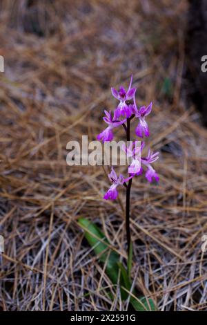 Orchidée Troodos (Orchis troodi), plante en habitat naturel en pleine floraison, Chypre Banque D'Images