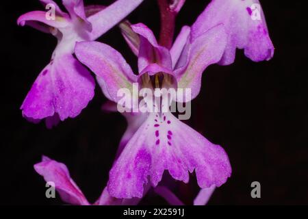 Fleur de l'orchidée Troodos (Orchis troodi) vue de face, Chypre Banque D'Images