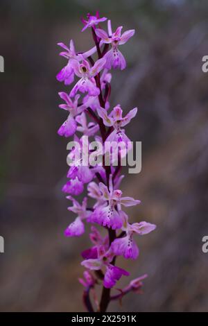 Orchidée Troodos abondamment fleurie (Orchis troodi), dans un habitat naturel à Chypre Banque D'Images