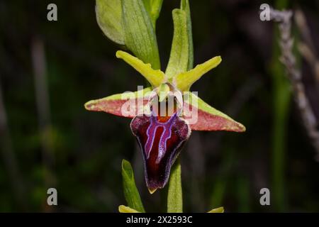 Fleur colorée de l'orchidée chypriote sombre (Ophrys morio), Chypre Banque D'Images