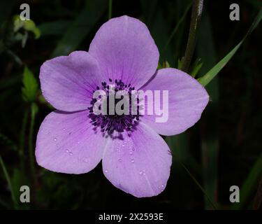 Fleur bleu rosé du Buttercup persan (Ranunculus asiaticus), vue d'en haut, Chypre Banque D'Images