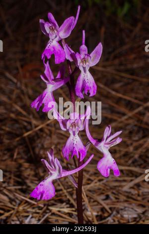 Fleurs de l'orchidée Troodos (Orchis troodi), dans l'habitat naturel de Chypre Banque D'Images