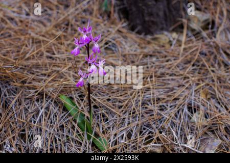 Orchidée Troodos (Orchis troodi) dans un habitat naturel en pleine floraison, Chypre Banque D'Images