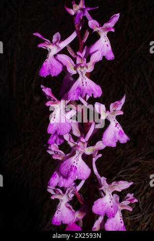 Fleurs de l'orchidée Troodos (Orchis troodi) sur Chypre avec fond noir Banque D'Images