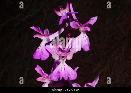 Fleurs roses et blanches de l'orchidée Troodos (Orchis troodi), Chypre Banque D'Images