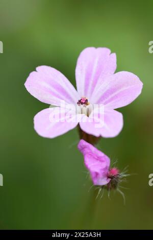 Gros plan vertical naturel sur la fleur rose clair du vert, herbe robert, Geranium robertianum Banque D'Images