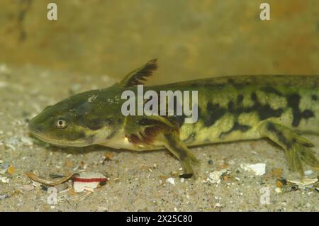 Gros plan sur une larve branchée de la salamandre tigrée barrée, Ambystoma mavortium sous l'eau Banque D'Images