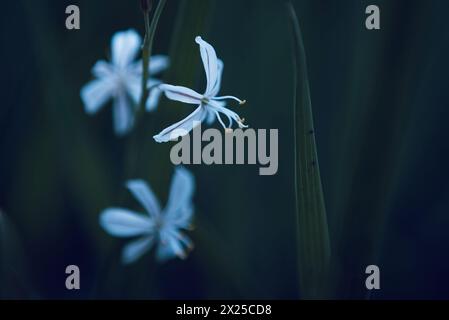 Une fleur blanche appelée Wildeknoflok, ou Trachyandra saltii Banque D'Images