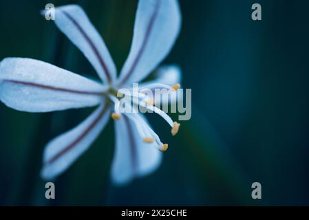 Une fleur blanche appelée Wildeknoflok, ou Trachyandra saltii Banque D'Images