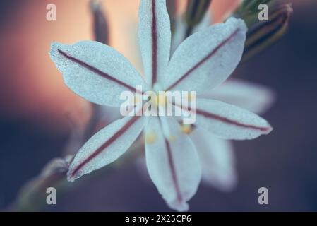 Une fleur blanche appelée Wildeknoflok, ou Trachyandra saltii Banque D'Images