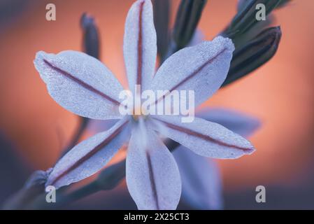 Une fleur blanche appelée Wildeknoflok, ou Trachyandra saltii Banque D'Images