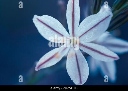 Une fleur blanche appelée Wildeknoflok, ou Trachyandra saltii Banque D'Images