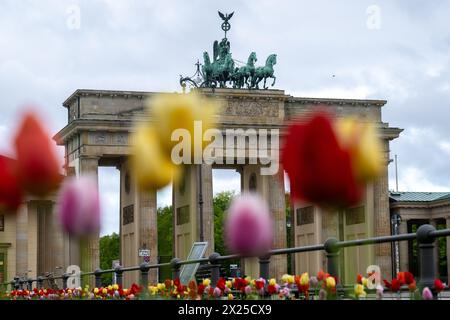 Berlin, Allemagne. 20 avril 2024. Il y a des tulipes devant la porte de Brandebourg. Crédit : Christophe Gateau/dpa/Alamy Live News Banque D'Images