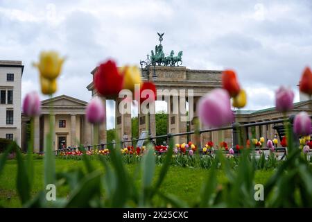 Berlin, Allemagne. 20 avril 2024. Il y a des tulipes devant la porte de Brandebourg. Crédit : Christophe Gateau/dpa/Alamy Live News Banque D'Images