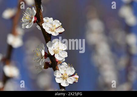 Bel arbre blanc fleuri avec ciel bleu au printemps. Nature et fond de printemps avec des fleurs. (Prunus mume) Banque D'Images