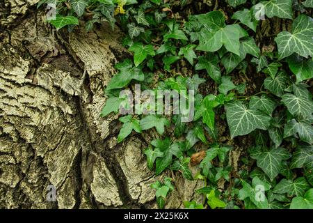 Ivy entaille un arbre avec une écorce profondément sillonnée sur le bord d'un sentier de randonnée au-dessus de Meran dans la municipalité de Scena, Tyrol du Sud, Italie. Banque D'Images