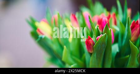 Bouquet de tulipes dans un seau en fer. Fleurs naturelles. Banque D'Images