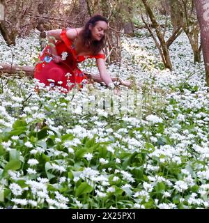 Doddiscombsleigh, Devon, Royaume-Uni. 20 avril 2024. Météo Royaume-Uni : Raich Keene rassemble de l'ail sauvage en fleurs à Doddiscombsleigh, Devon. Crédit : Nidpor/Alamy Live News Banque D'Images