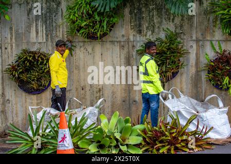 Deux hommes portant des vêtements de travail haute visibilité, travaillant et jardinant dans un jardin mural vertical à Gardens by the Bay à Singapour Banque D'Images