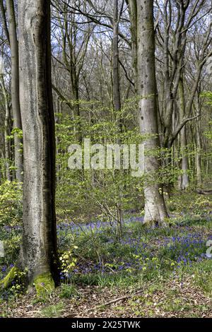 Micheldever Wood, Micheldever, Hampshire, Angleterre, Royaume-Uni - bois de hêtre (Fagus Sylvatica) avec des cloches bleues ( Endymion Nonscriptus) au début du printemps. Banque D'Images