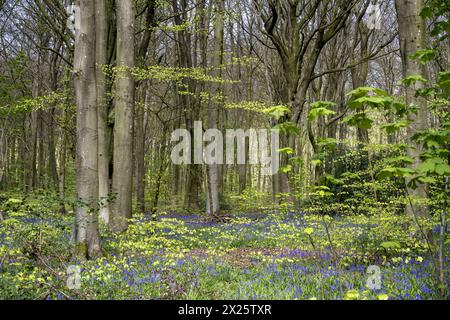 Micheldever Wood, Micheldever, Hampshire, Angleterre, Royaume-Uni - bois de hêtre (Fagus Sylvatica) avec des cloches bleues ( Endymion Nonscriptus) au début du printemps. Banque D'Images