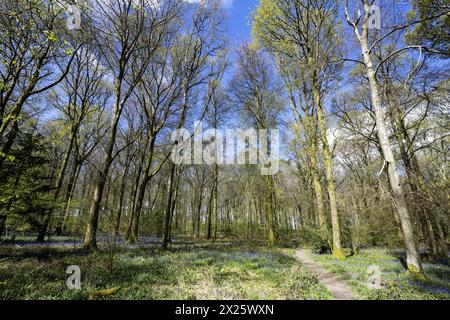 Micheldever Wood, Micheldever, Hampshire, Angleterre, Royaume-Uni - bois de hêtre (Fagus Sylvatica) avec des cloches bleues ( Endymion Nonscriptus) au début du printemps. Banque D'Images