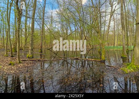 Photo dans une forêt marécageuse pendant la journée au printemps Banque D'Images