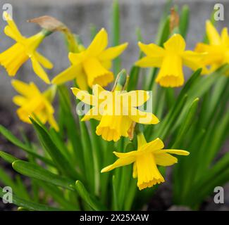 Fleur de printemps jaune Narcisse dans le jardin Banque D'Images