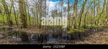 Photo dans une forêt marécageuse pendant la journée au printemps Banque D'Images