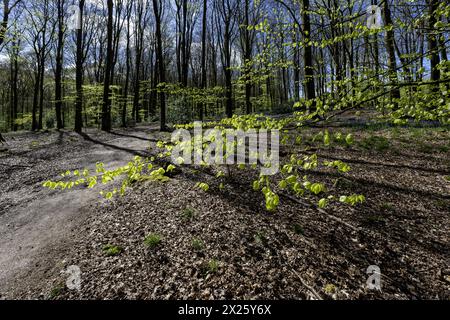 Micheldever Wood, Micheldever, Hampshire, Angleterre, Royaume-Uni - bois de hêtre (Fagus Sylvatica) avec des cloches bleues ( Endymion Nonscriptus) au début du printemps. Banque D'Images