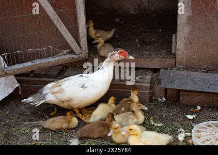 Une mère canard avec ses enfants canetons dans la cour du fermier, élevage de volailles Banque D'Images