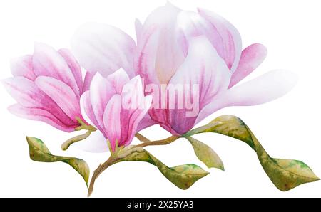 Illustration vectorielle d'aquarelle avec fleurs roses florissantes et branches de magnolia. Magnolia dessiné à la main. Fleurs de printemps ou d'été pour invitations, mariage Illustration de Vecteur