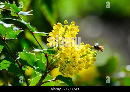 Mahonia aquifolium (Oregon Grape) avec abeille Banque D'Images