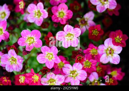 Stonewort à feuilles de mousse (Saxifraga arendsii rose) macro Banque D'Images