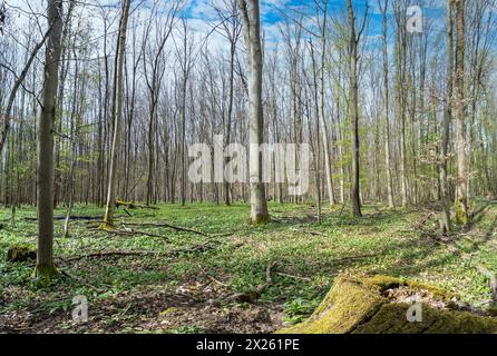 Photo dans une forêt marécageuse pendant la journée au printemps Banque D'Images