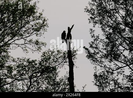 Trebbin, Allemagne. 13 avril 2024. Le 13.04.2024, Un cerf-volant noir (Milvus migrans) est assis sur une branche d'un arbre mort dans une réserve naturelle à Trebbin dans le Brandebourg, au sud de Berlin, un jour gris. En contre-jour contre le ciel lumineux, l'oiseau de proie ne peut être vu que comme une silhouette. Crédit : Wolfram Steinberg/dpa crédit : Wolfram Steinberg/dpa/Alamy Live News Banque D'Images