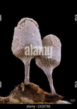 Sporocarpes de moisissure (corps fruitiers) d'Arcyria sp. (Peut-être A, cinerea). De culture de l'écorce récoltée dans le sud-ouest de la Norvège. Banque D'Images