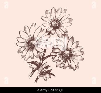 belle fleur monochrome, noir et blanc marguerite isolée. Pour les cartes de voeux et les invitations du mariage, anniversaire, Saint Valentin, fête des mères Illustration de Vecteur