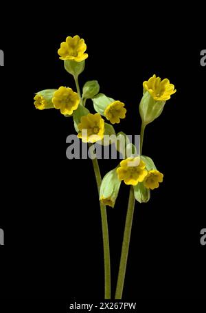 Schluesselblume, Primula veris, officinalis, ist eine Heilpflanze mit schoenen gelben Blueten und waechst Wild. Cowslip, Primula veris, officinalis, i Banque D'Images