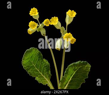 Schluesselblume, Primula veris, officinalis, ist eine Heilpflanze mit schoenen gelben Blueten und waechst Wild. Cowslip, Primula veris, officinalis, i Banque D'Images