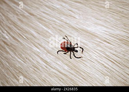 Une tique de cerf sur les poils d'un chien blanc, gros plan d'un parasite dans la fourrure d'un chien, vue de dessus Banque D'Images