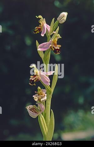 Plante d'orchidée d'abeille en pleine floraison, gros plan, Ophrys apifera ; Orchidaceae Banque D'Images
