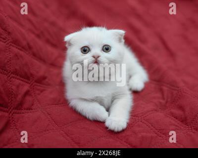 Gros plan un adorable chaton blanc dormant dans une serviette rouge sur fond blanc Banque D'Images