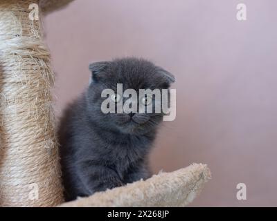 Chaton bleu britannique est très beau. Le chaton britannique a l'air droit. Le chaton britannique regarde de très près. Banque D'Images