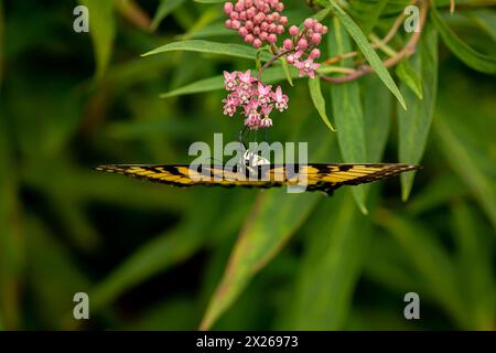 Papillon Eastern Tiger Swallowtail sur les fleurs sauvages d'aspersion des marais. Conservation des insectes et de la nature, préservation de l'habitat, et jardin de fleurs de jardin d'arrière-cour con Banque D'Images