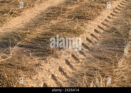Lignes sur le sol de lin sec pour la récolte Banque D'Images