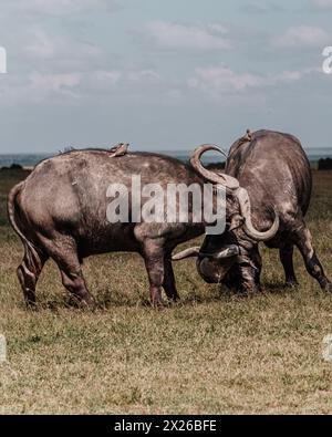 Dominance exposée : combat contre les buffles d'eau dans les plaines d'ol Pejeta Banque D'Images