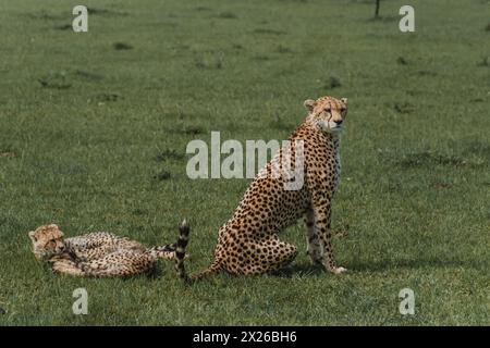 Guépard adulte vigilant avec des oursons se reposant dans le Masai Mara Banque D'Images